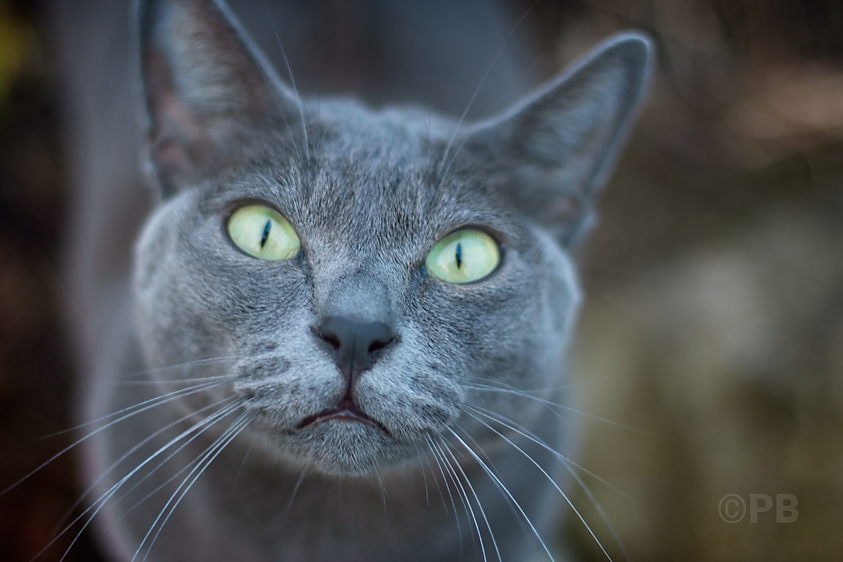 Cat looking up